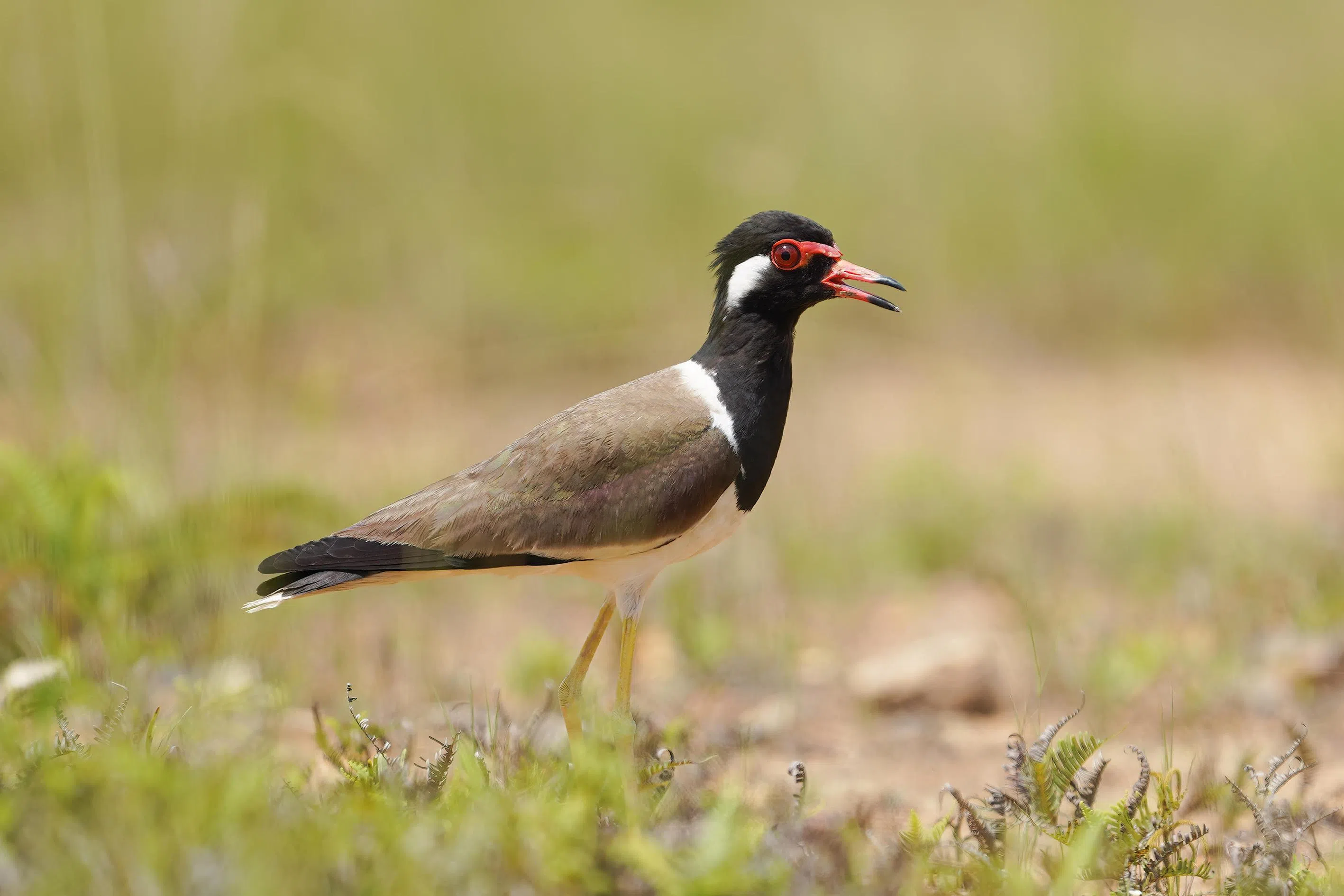 Red-wattled lapwing (Vanellus indicus)