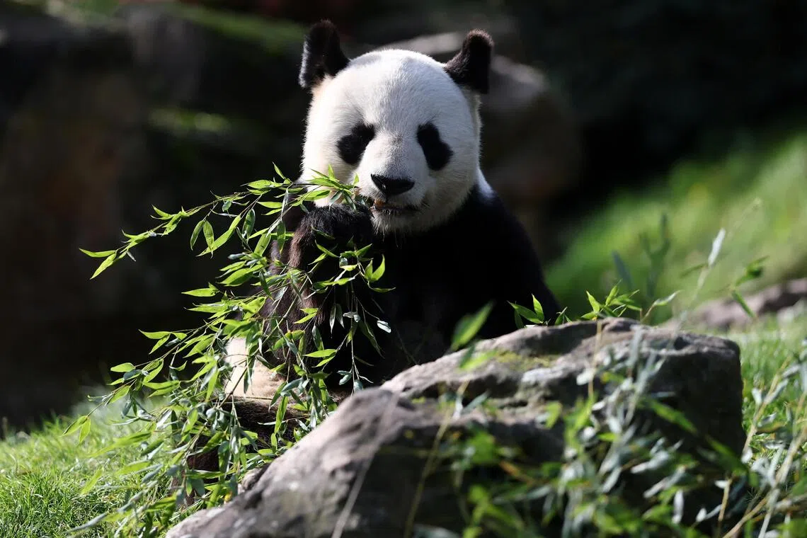 Male panda Yuan Zi at France's Beauval Zoo ahead of his quarantine before being shipped back to China.