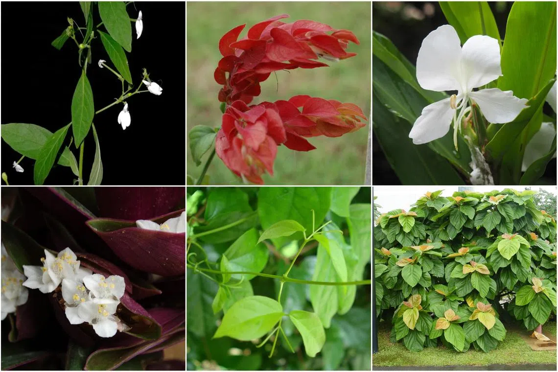 (Clockwise from top left) White Crane Flower, Shrimp Plant, Butterfly Ginger Plant, Elephant Ear Fig, The Cat's Claw, and Oyster Plant.