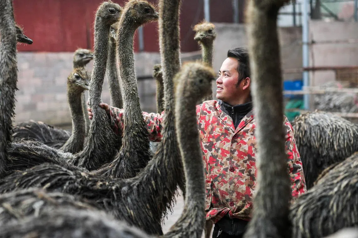 A farmer checking on ostriches at his farm in Cengong County, Qiandongnan Miao and Dong Autonomous Prefecture, in China's southwestern Guizhou Province. 