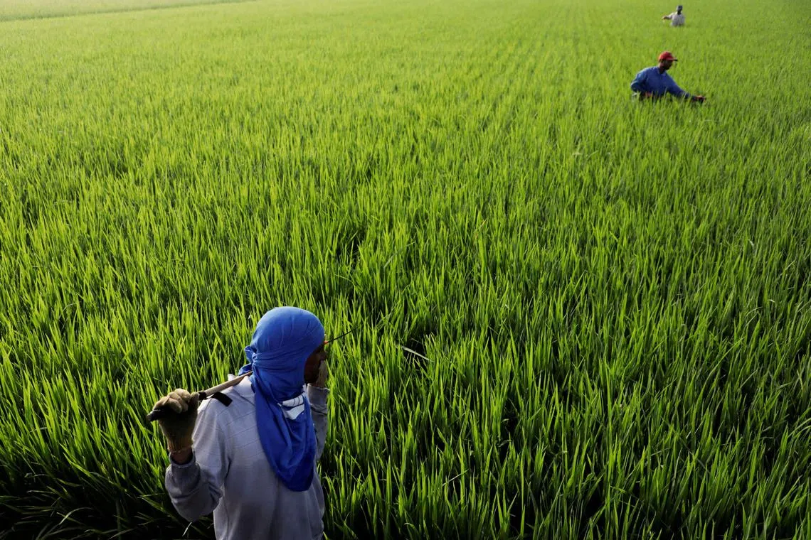 The erratic weather, said to be the result of climate change, has kept most paddy farmers on their toes.