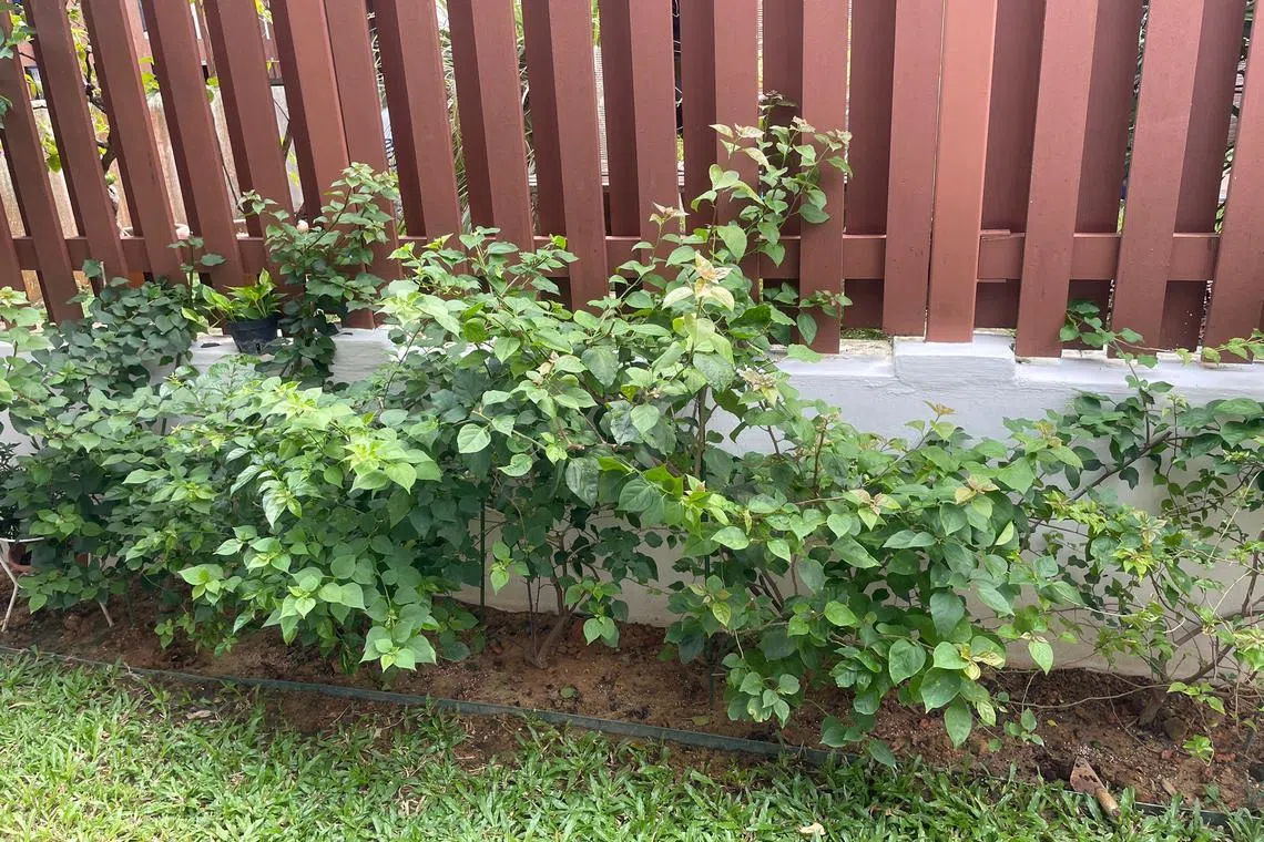 Use the right fertiliser for bougainvillea, as a nitrogen-rich one will promote foliage growth rather than flowering.