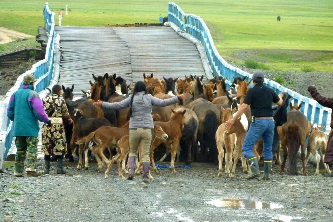 The writer (on the far left in green jacket), helping to herd panicked horses across a broken bridge in the middle of the Gobi Desert in Mongolia.