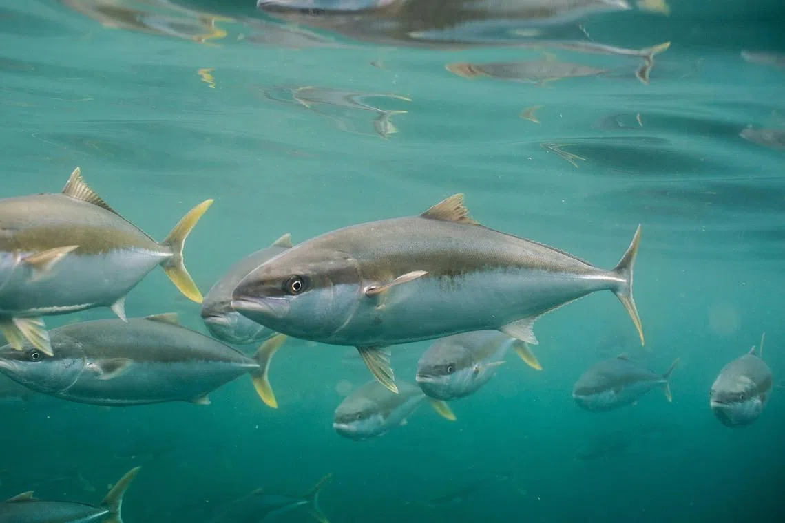 A school of yellowtail kingfish farmed by Clean Seas in Port Lincoln, South Australia.