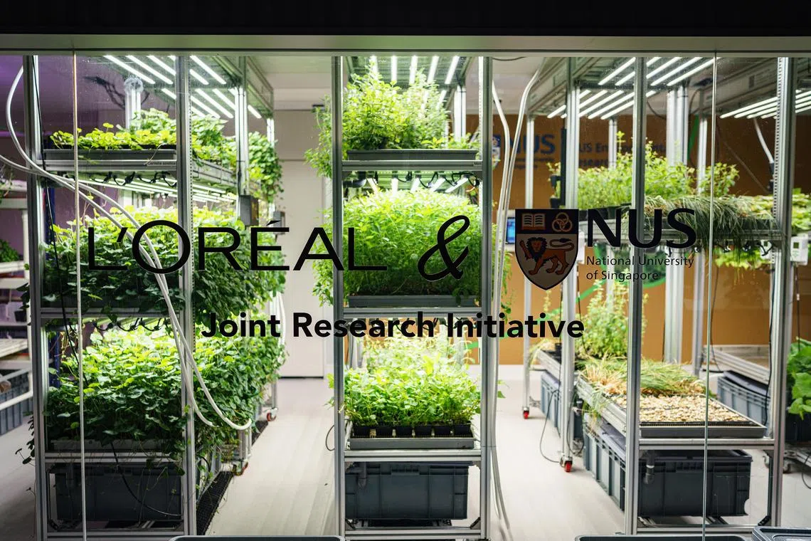 French cosmetics giant L’Oreal's partnership with the National University of Singapore will see explore insights into enhancing soil health. 