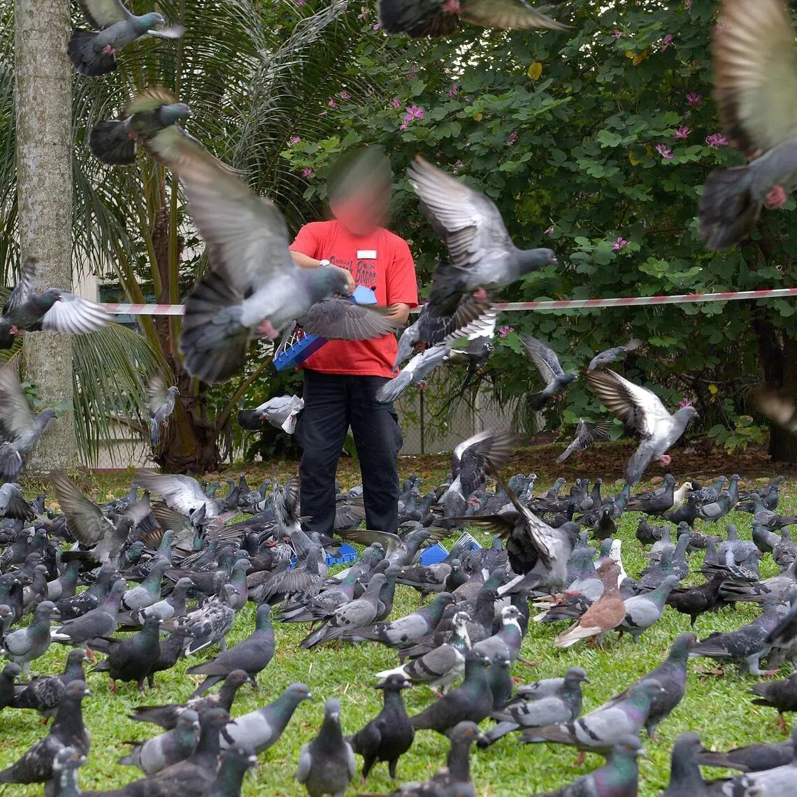It just got expensive for people who insist on feeding pigeons.  Under the enhanced penalties, maximum fines will double from $5,000 to $10,000 for first timers. Repeat offenders can be fined up to $20,000 or even jailed.

ST PHOTO: JAMIE KOH