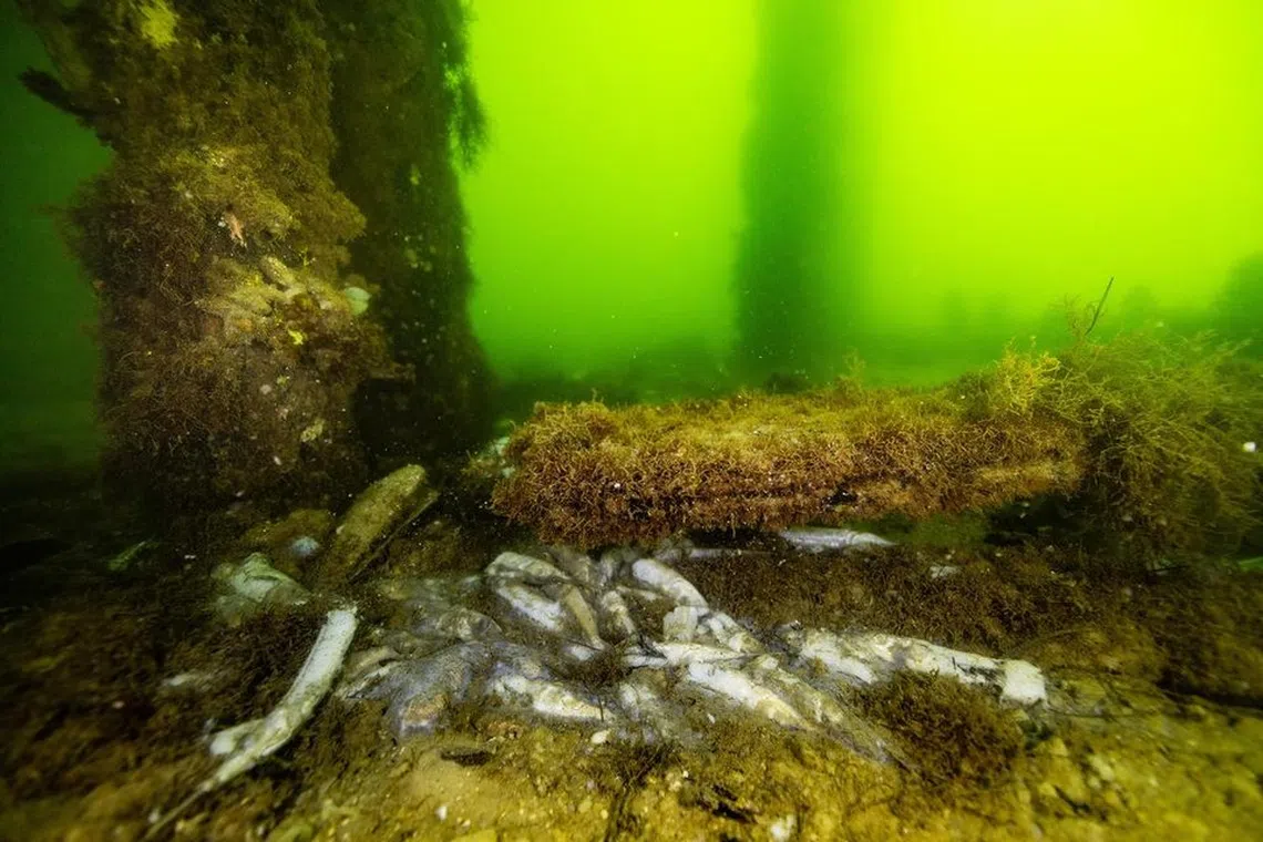 A report by a group of environmental experts released on July 24 said the algal bloom marked “one of the worst marine disasters in living memory”.