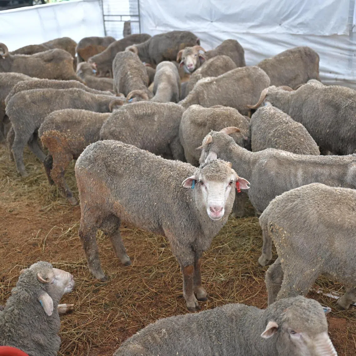 The delay will involve about 400 livestock.
