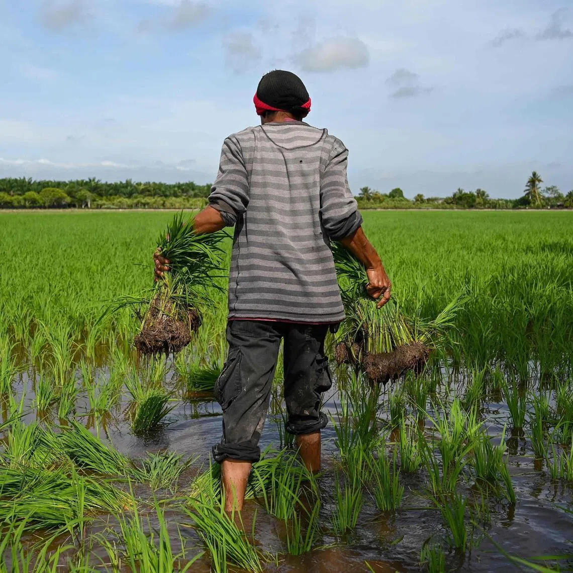 A worker carries rice saplings to plant in a paddy field in Sekinchan, Malaysia's Selangor state, on Sept 30, 2021.