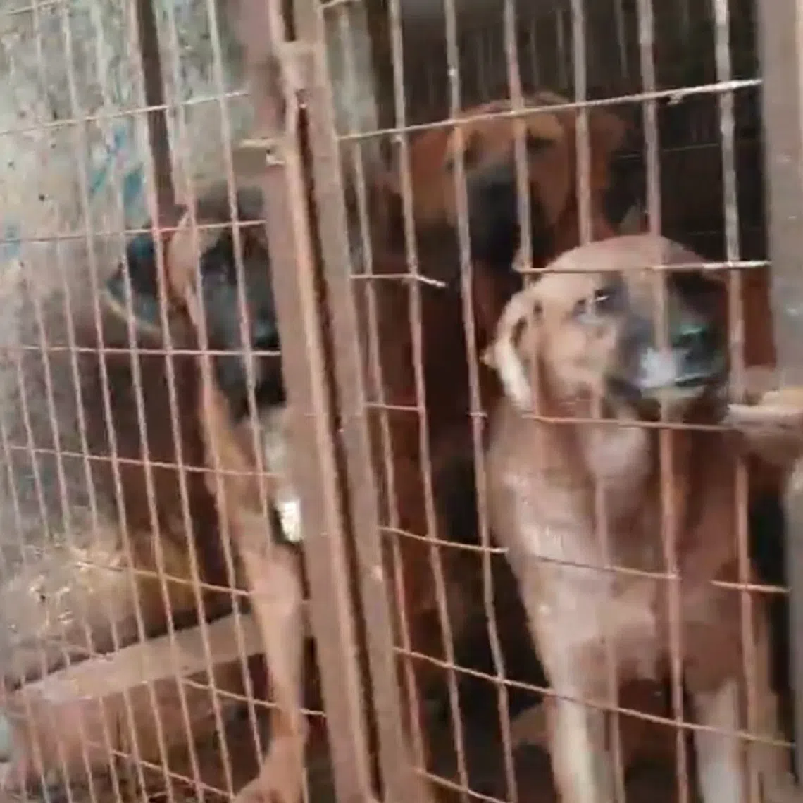 Around 78 per cent of registered dog meat farms – 1,204 out of 1,537 – in South Korea had ceased operations as at Dec 21.