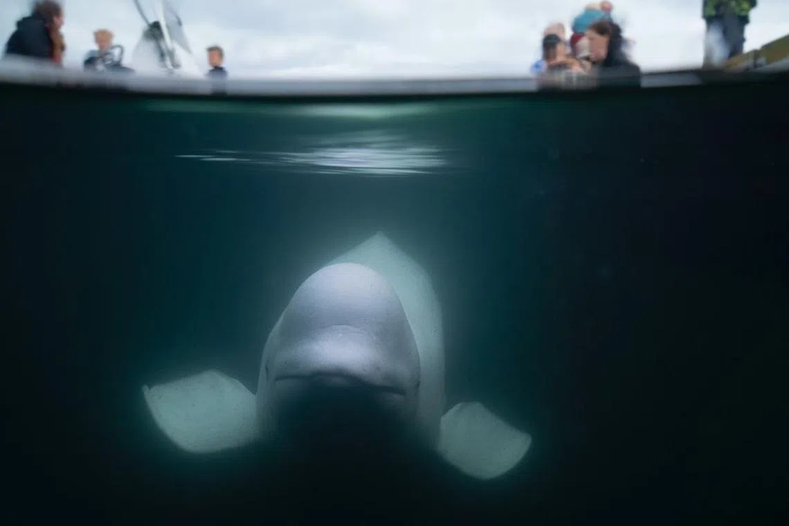 Mr Sebastian Strand, founder of the non-profit, Marine Mind, said that he saw the dead whale floating near Risavika in southwestern Norway on Aug 31 afternoon.