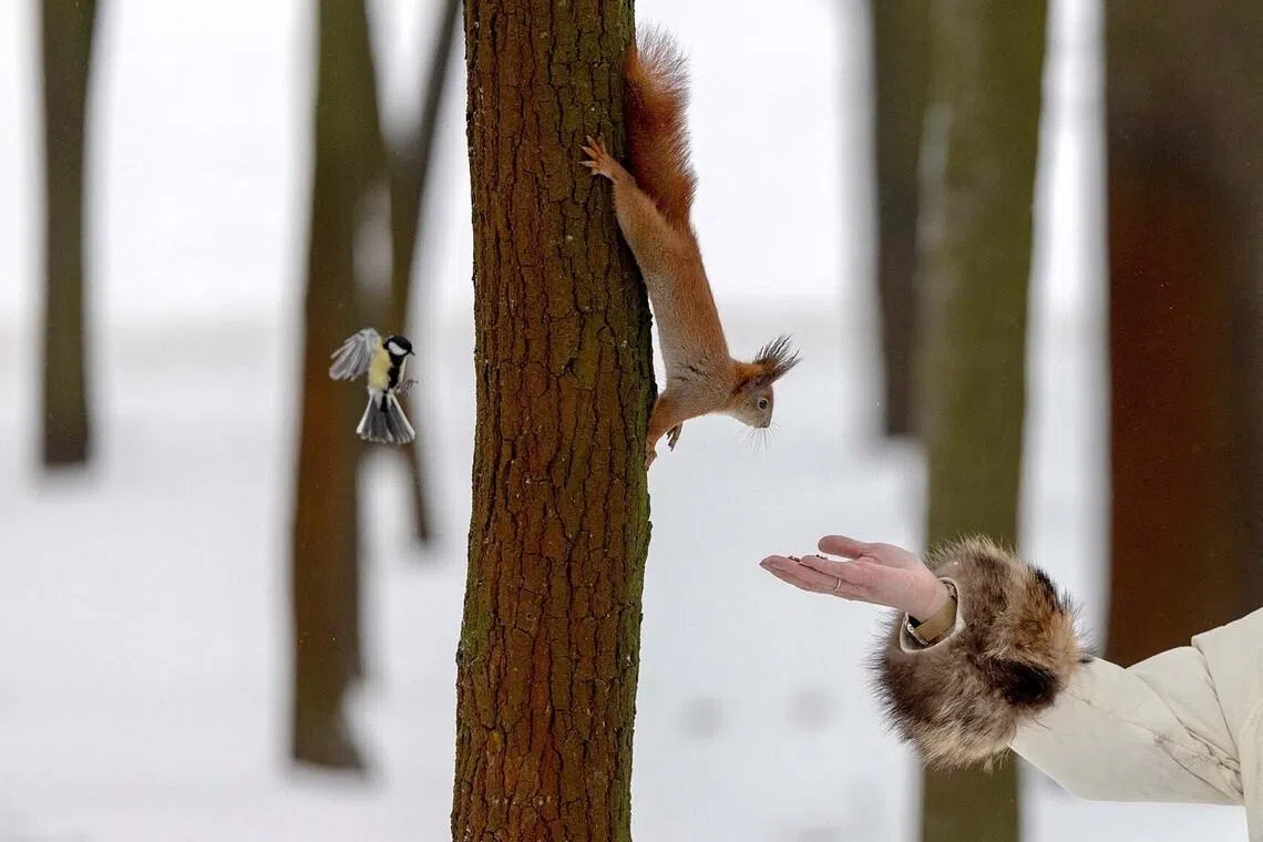 A bird approaches as a woman feeds a squirrel in a snow-covered park on Epiphany, amid Russia's attack on Ukraine, in Kyiv, Ukraine, January 6, 2026. REUTERS/Thomas Peter TPX IMAGES OF THE DAY
