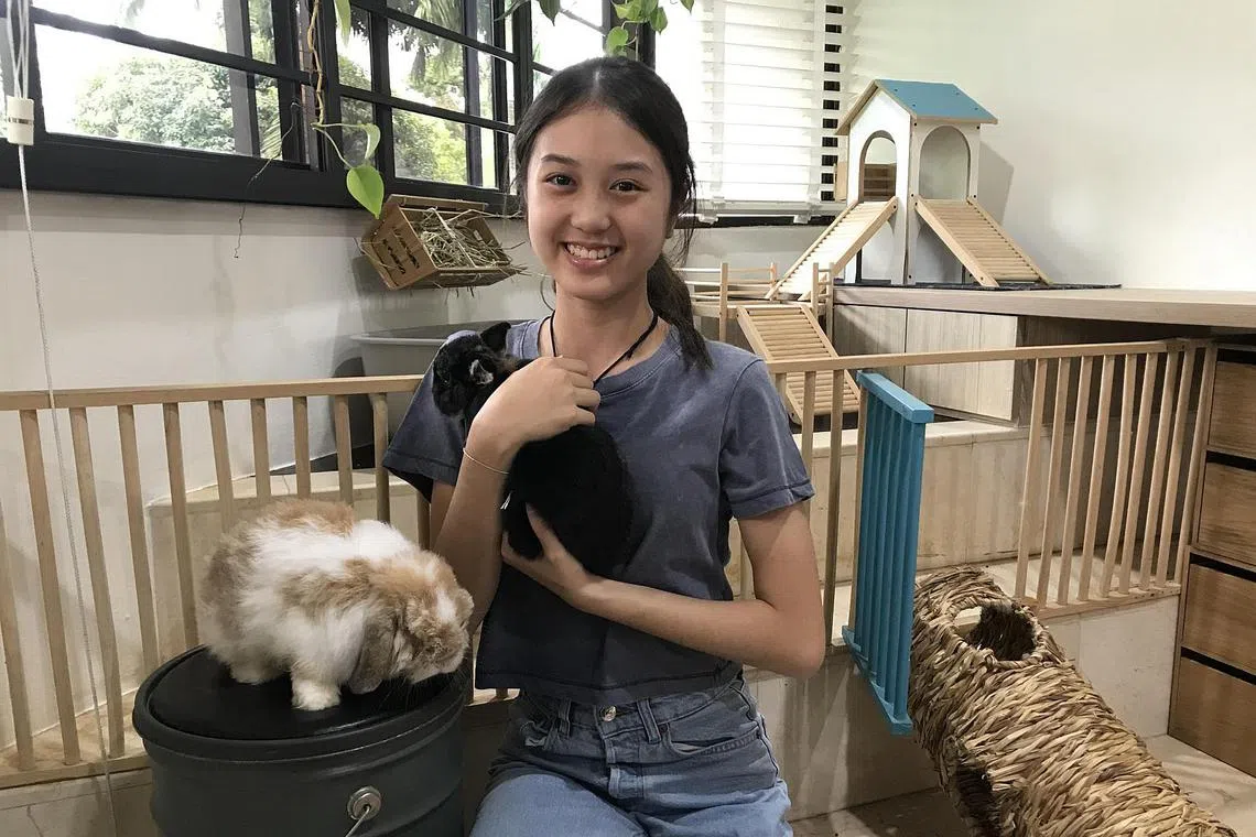 Pet owner Jaime Chew with her pet rabbits, Bingo (black) and Chess, in front of the rabbit hutch she and her mother  Lu-min Chew created. 