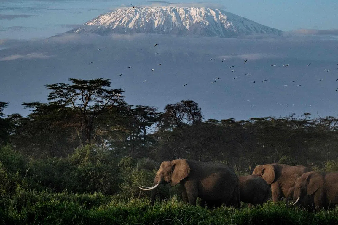 Elephants grazing with a view of the snow-capped Mount Kilimanjaro in the background at Kimana Sanctuary in Kimana, Kenya, in a 2021 photo. 