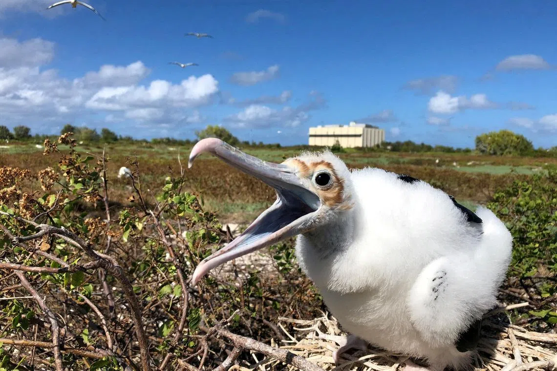 A great frigatebird chick on Johnston Island, within the Johnston Atoll National Wildlife Refuge. Experts fear the SpaceX project could harm seabirds that nest there.