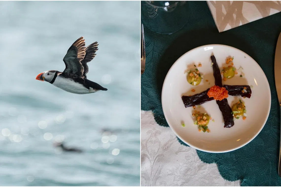 In restaurants, smoked puffin meat is often sliced thinly as an appetizer. The meat is commonly described as tasting gamey and fishy.
