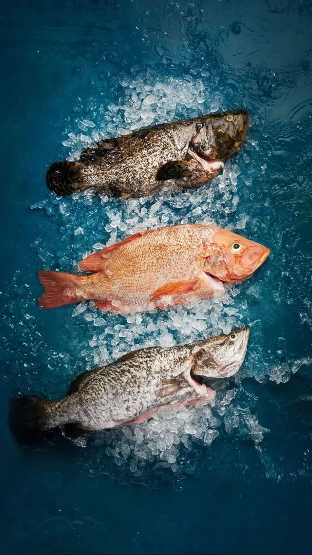 Red snapper, barramundi and grouper