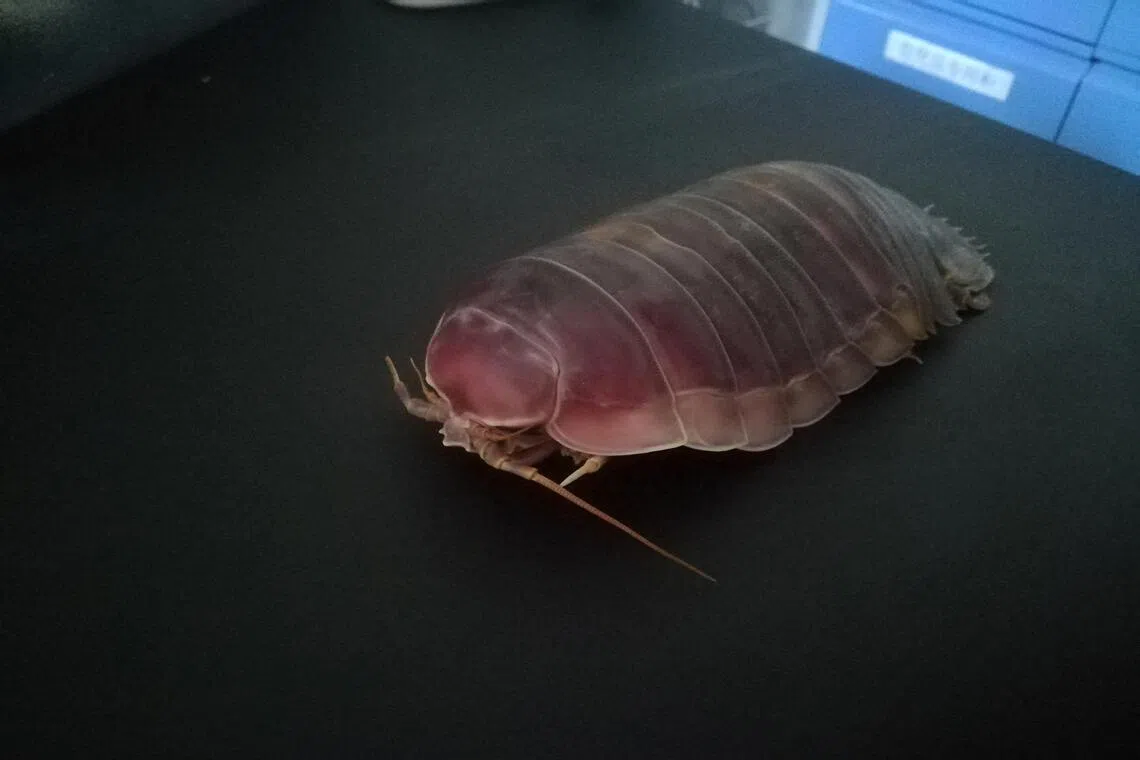 Deep-sea denizens go years without food with clever biological fix