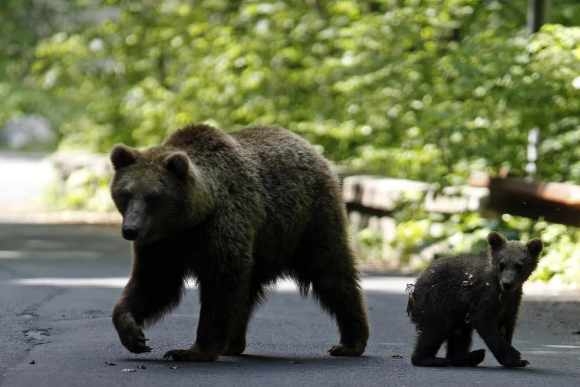 FILE PHOTO: A brown bear and her cub play on the road in the outskirts of Sinaia, 140 km north of Bucharest, June 15, 2009.  REUTERS/Radu Sigheti/File Photo