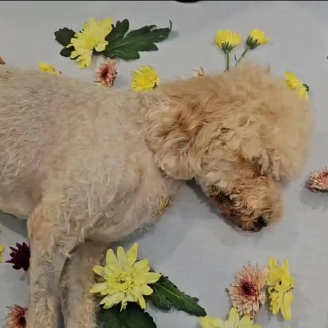 The three-year-old cavalier poodle dashed onto the road and was hit by a car.