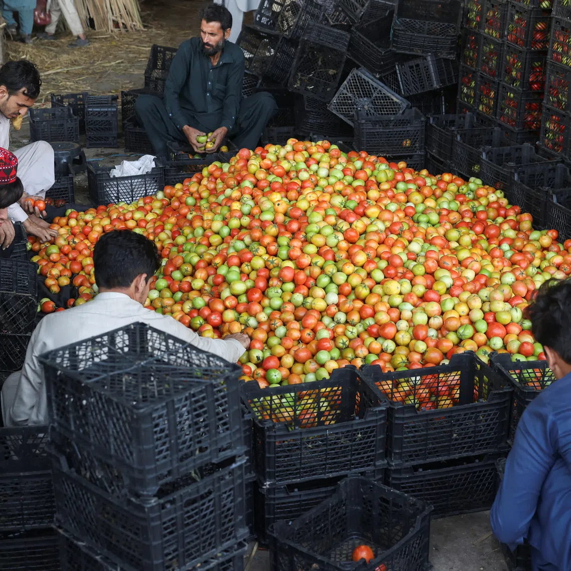 Men sort tomatoes at a wholesale vegetable market, as prices of various vegetables and fruits rose after Pakistan closed border crossings with Afghanistan following exchanges of fire, and a ceasefire deal was later agreed upon by the two nations, in Peshawar, Pakistan, October 23, 2025. REUTERS/Fayaz Aziz