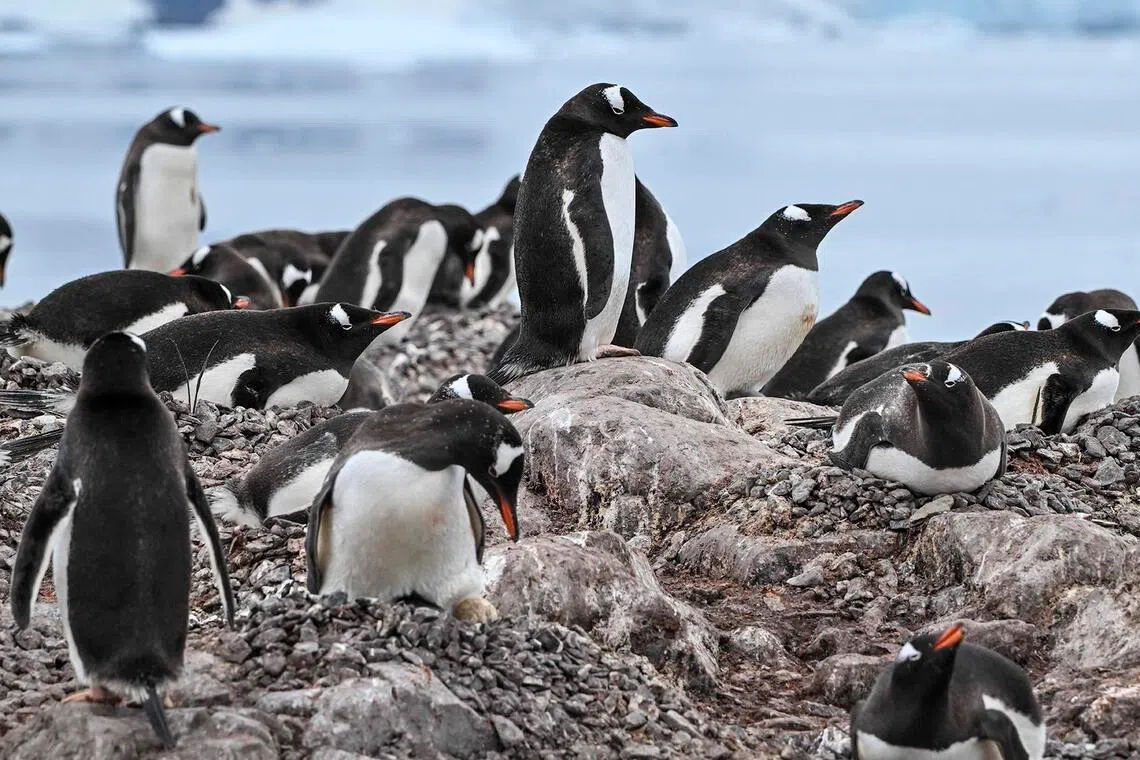 Penguin breeding is closely linked to food availability, and less sea ice has meant hunting grounds and nesting sites are more available during the year.