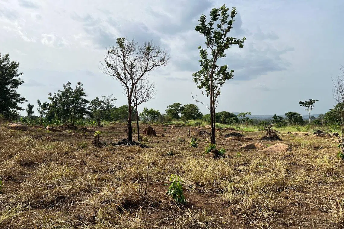 Investment firm GenZero is proposing a total of 500,000 credits from two projects, of which one involves restoring stretches of degraded land in Ghana’s Kwahu region.