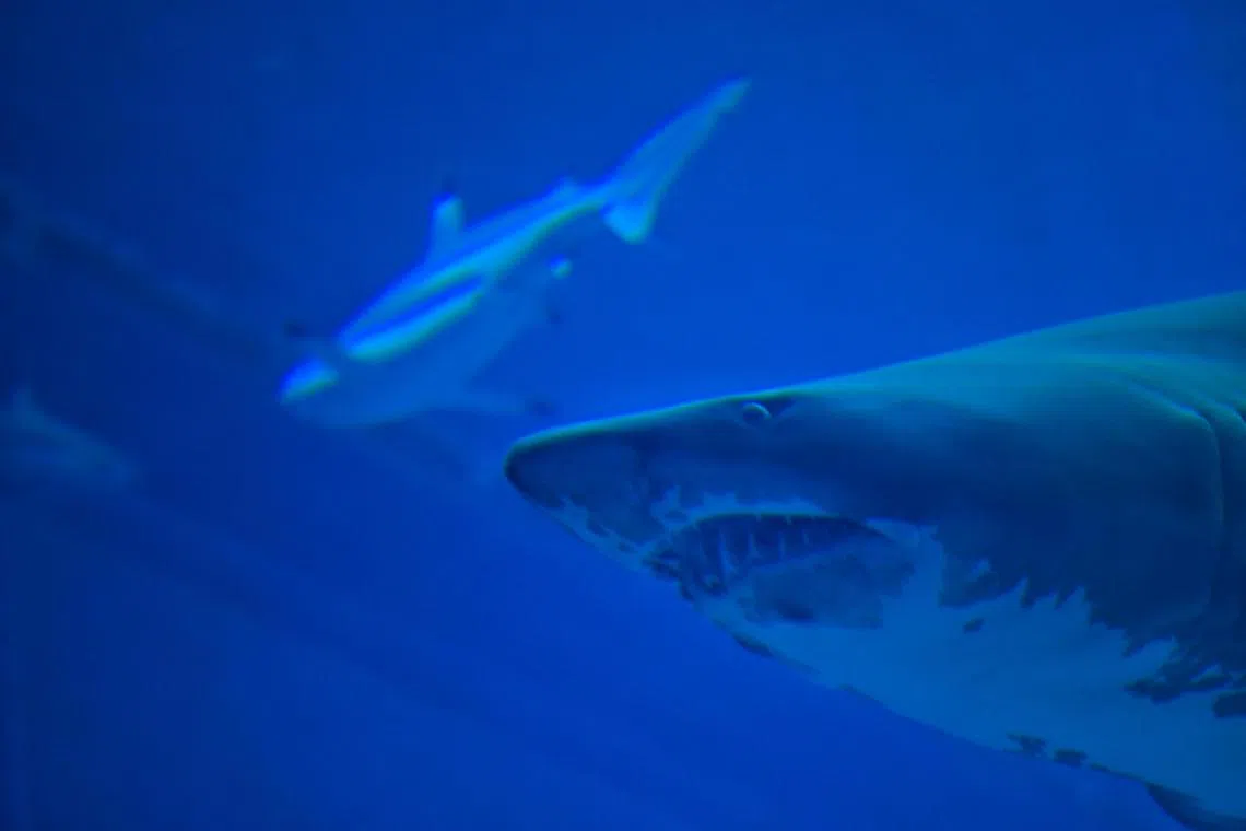 Great white, bull and tiger sharks are responsible for most serious shark incidents in Australia.