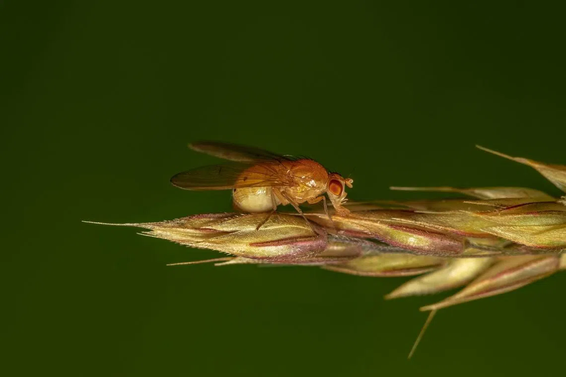 The research, which took six years, involved more than 220,000 fruit flies.