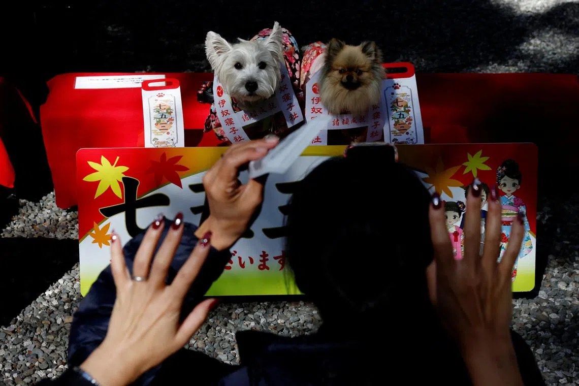 Pet owners gesturing to their pet dogs while taking photos of them during a Shichi-Go-San blessing, traditionally performed for young children to ask for health and happiness, at Zama Shrine in Zama, Kanagawa Prefecture, near Tokyo, Japan, Nov 14, 2023.
