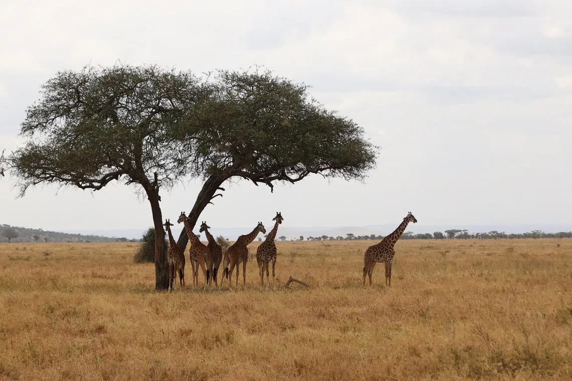 kltanzania - Safari - A tower of giraffes eating and resting under a tree.