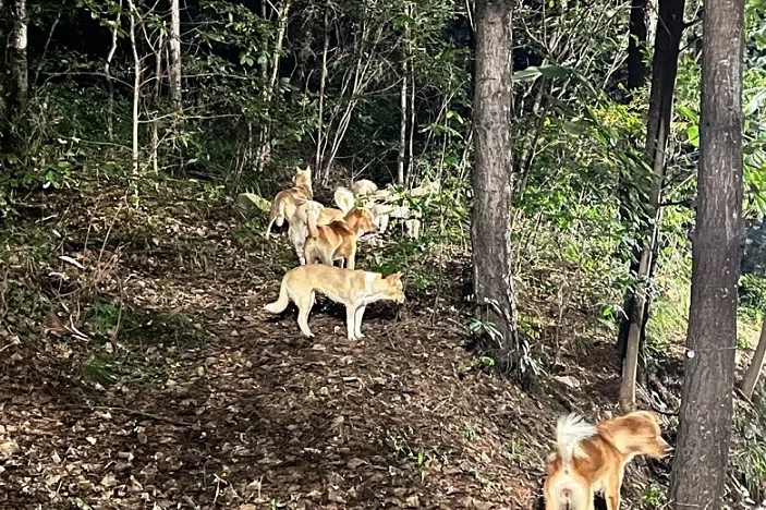 A pack of dogs is spotted near dormitory buildings on the Seoul National University campus, in South Korea.