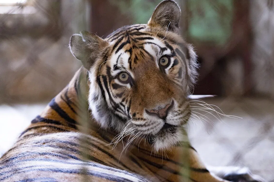 The total number of threatened mammal species also declined to 178 from 223 in 2004, the ministry said.