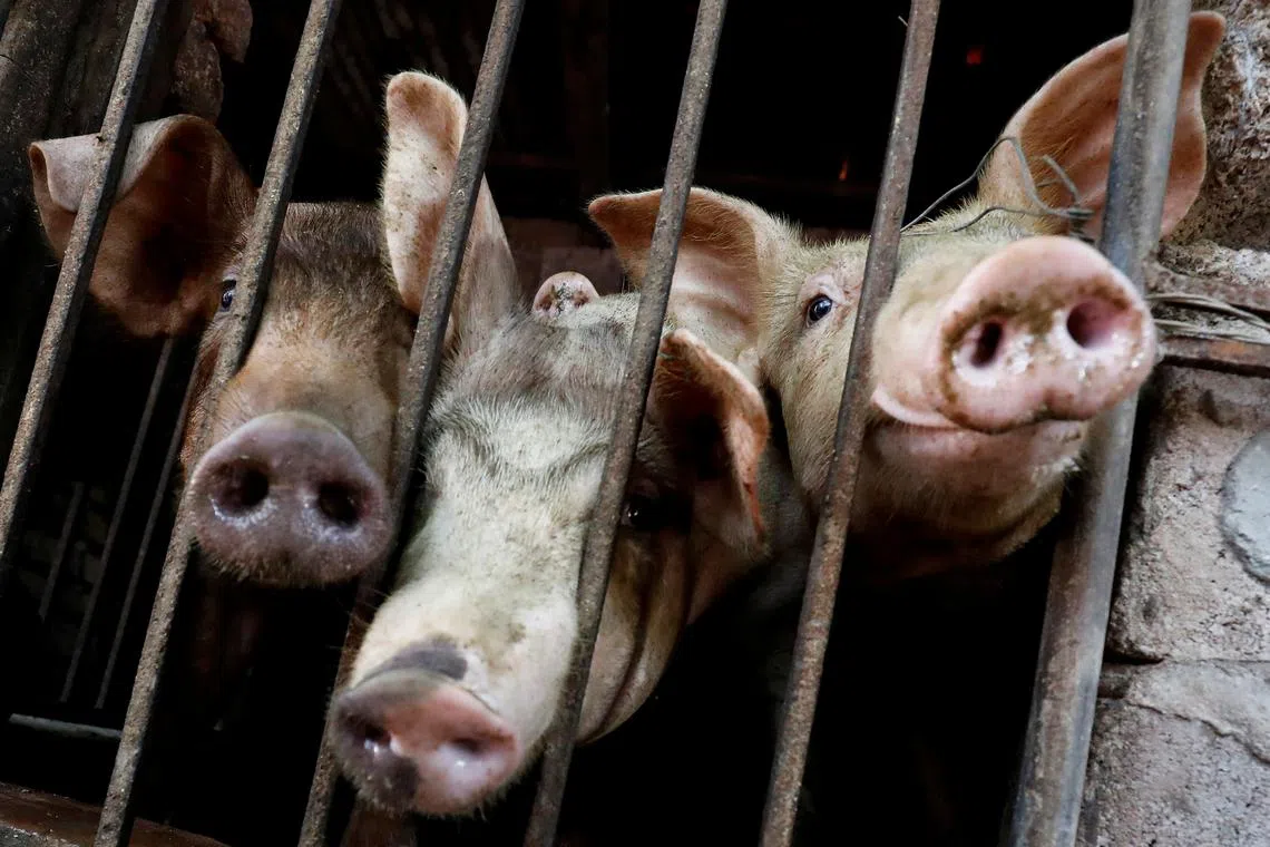 FILE PHOTO: Pigs are seen at a farm outside Hanoi, Vietnam June 28, 2019. Picture taken June 28, 2019. REUTERS/Kham/File photo