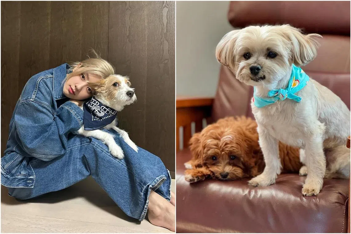 Dogue has some top dogs on its covers, including those belonging to K-pop girl group Blackpink’s Rose (left) and American singer-actress Sabrina Carpenter.