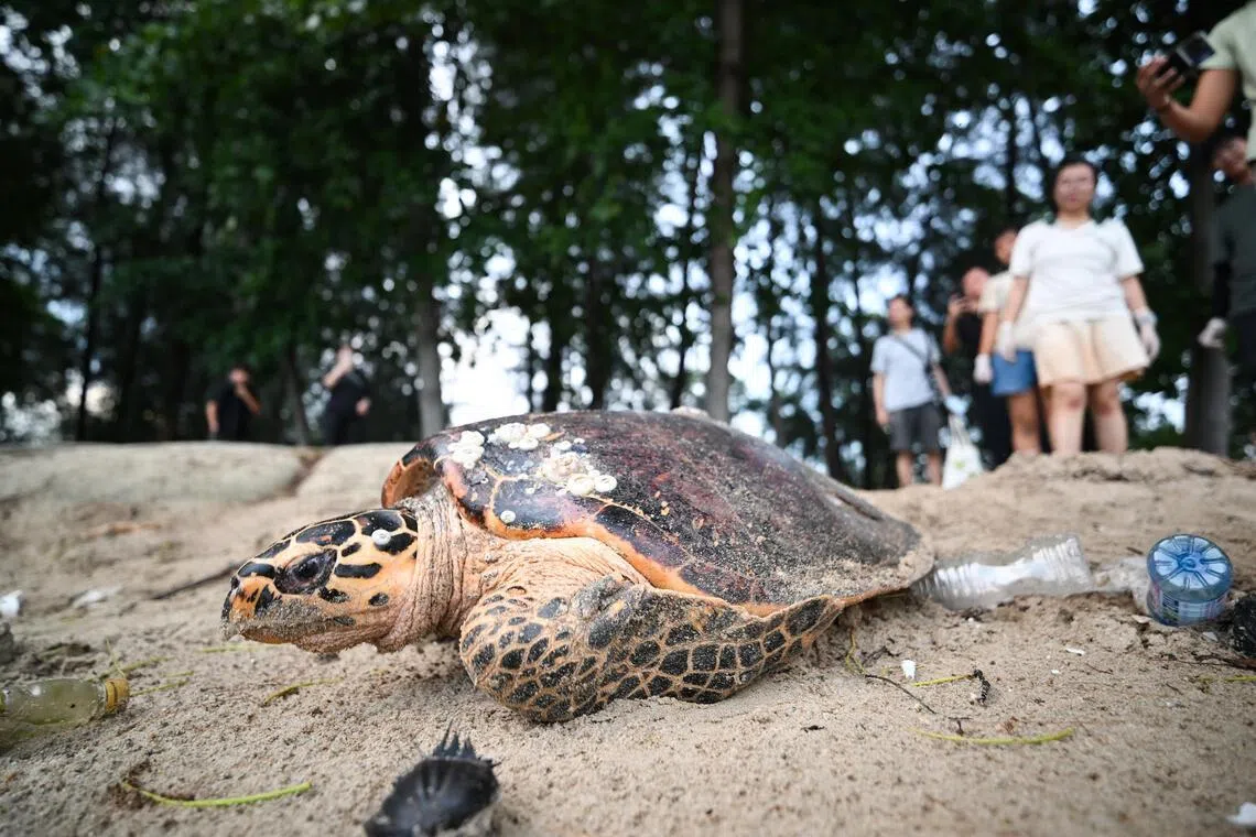 Hawksbill turtle at East Coast Park on June 22, 2026. The critically endangered hawksbill turtle was spotted by chance at about 5pm by staff from the National Parks Board (NParks). 
