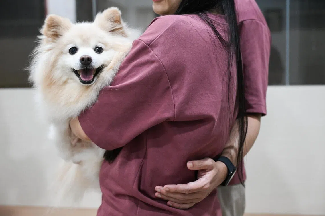 Snowy, an 11-year-old Pomeranian, given a new lease of life after she underwent minimally invasive surgery to correct her heart valve disease.