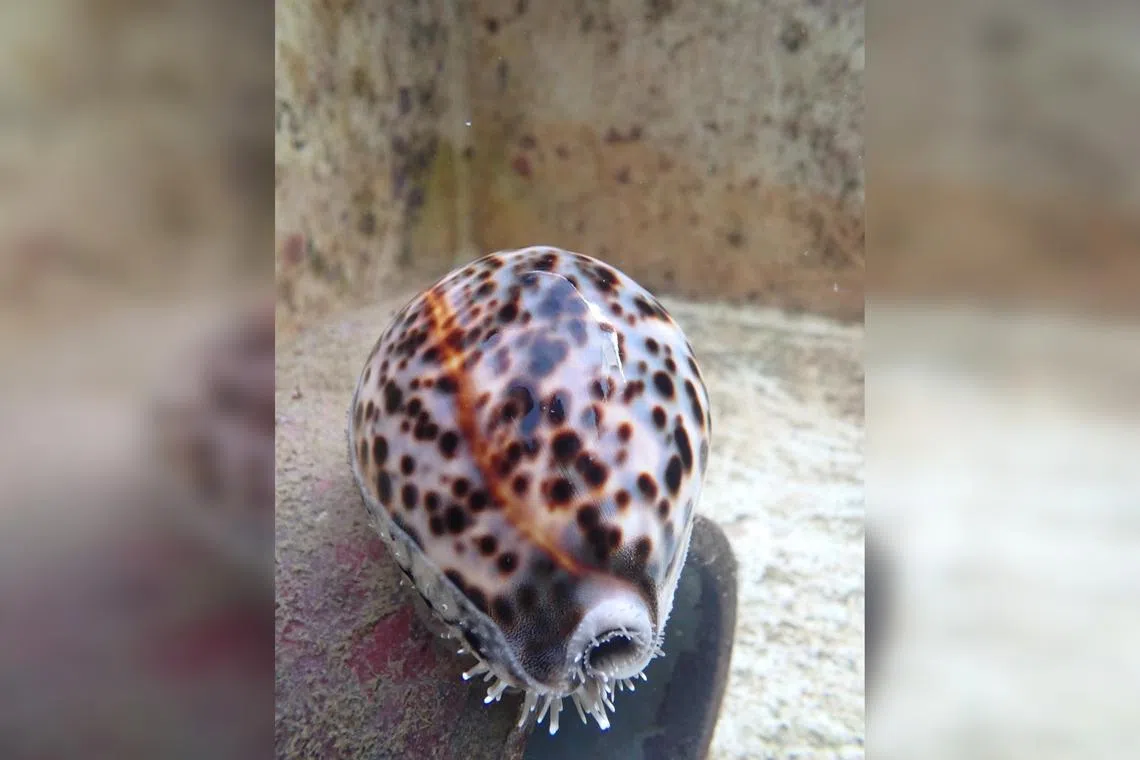 A one-year-old tiger cowrie adult which is around 7cm long.