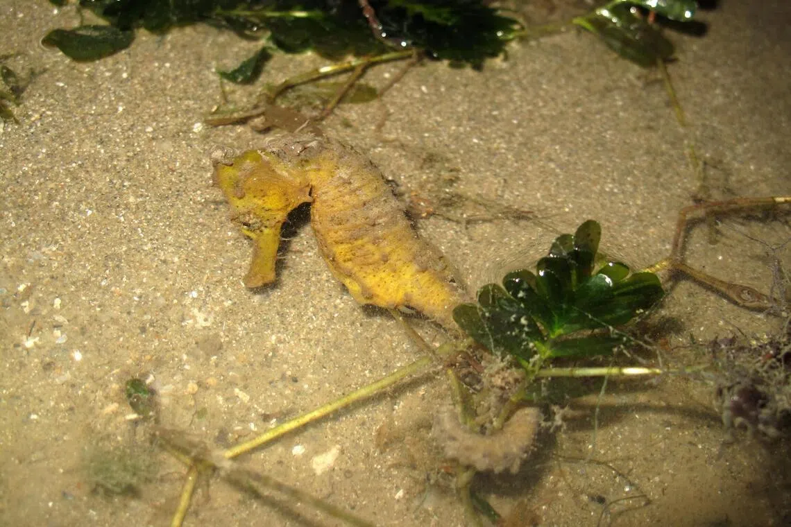 Spotted a seahorse or pipefish in local waters? S’pore resea