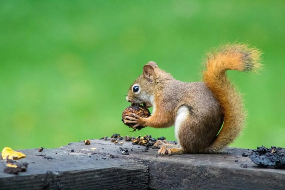 Unexpected squirrel delivery causes chaos in Meta’s Thailand office, injures 1