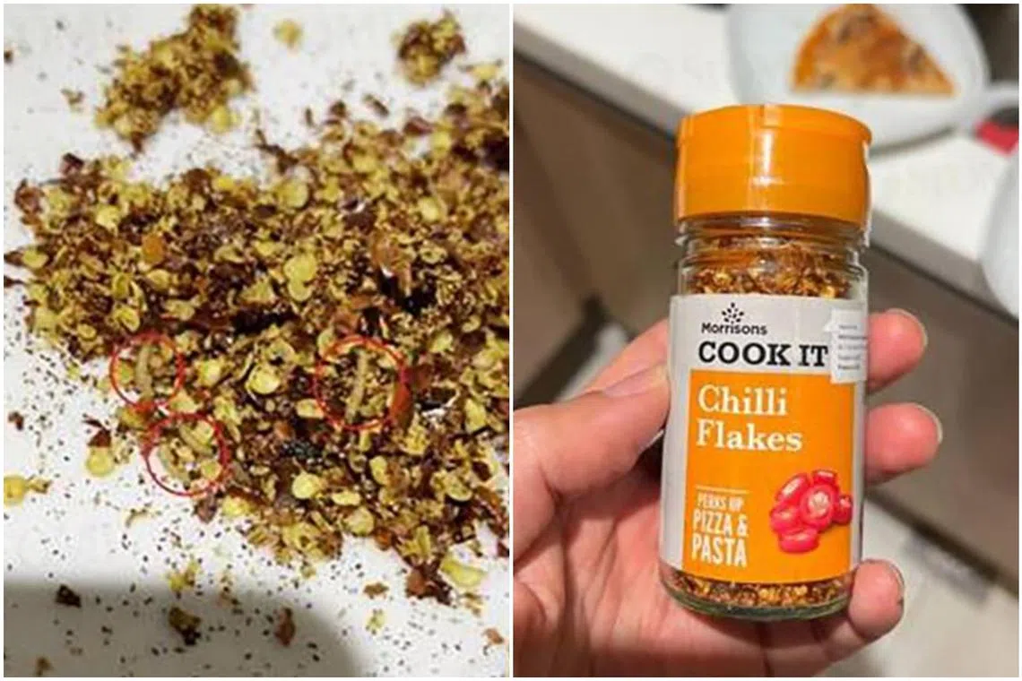 The larvae were discovered by a Stomp user Alan and his family while making pizzas. 