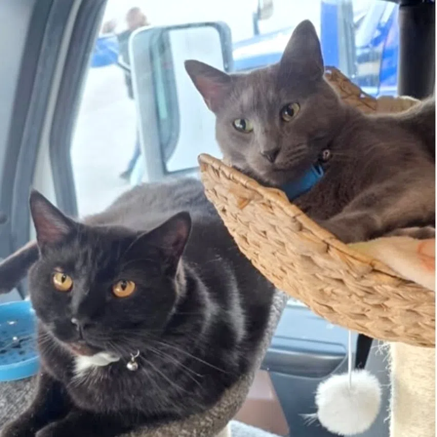 Joseph Clayson’s cats Smoke and Medivh travel with him in a special setup in his truck.