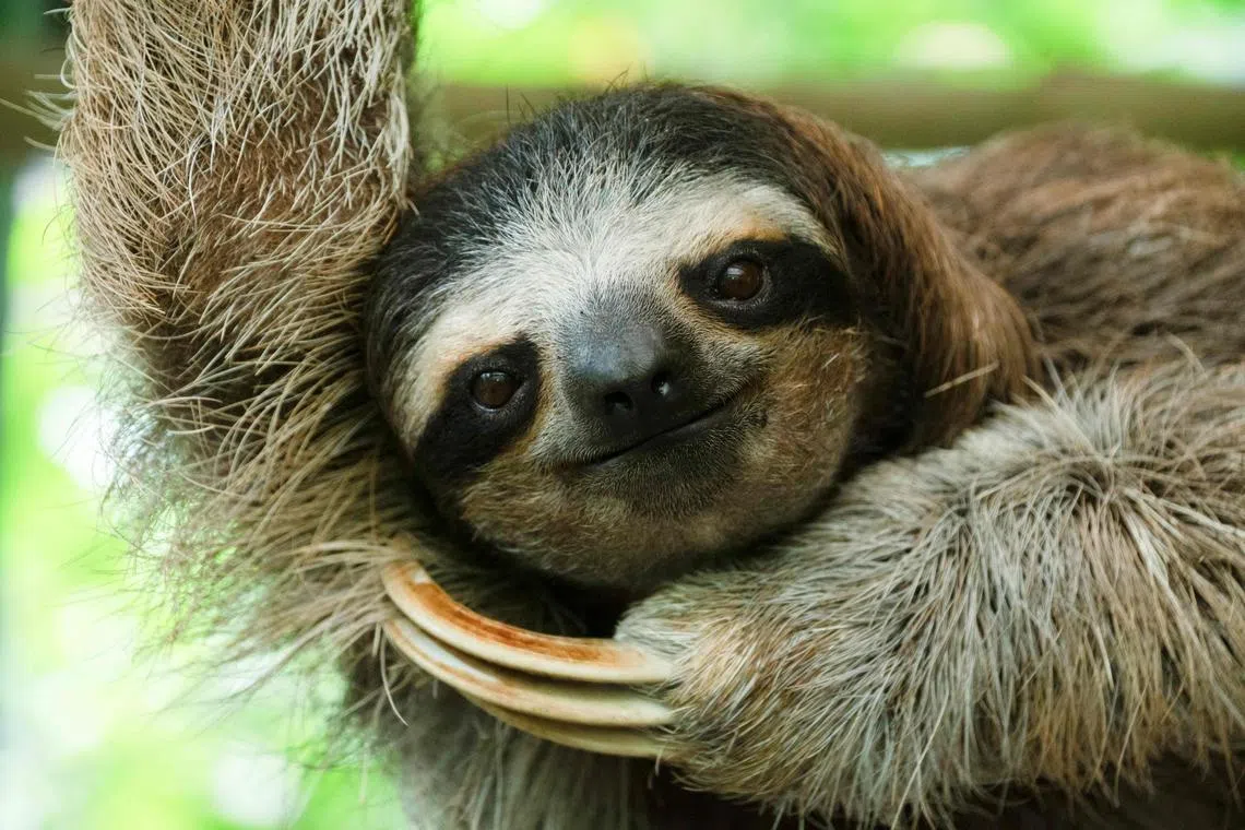 Sloth fur hosts bustling communities of insects, algae, fungi and bacteria, among other microbes.