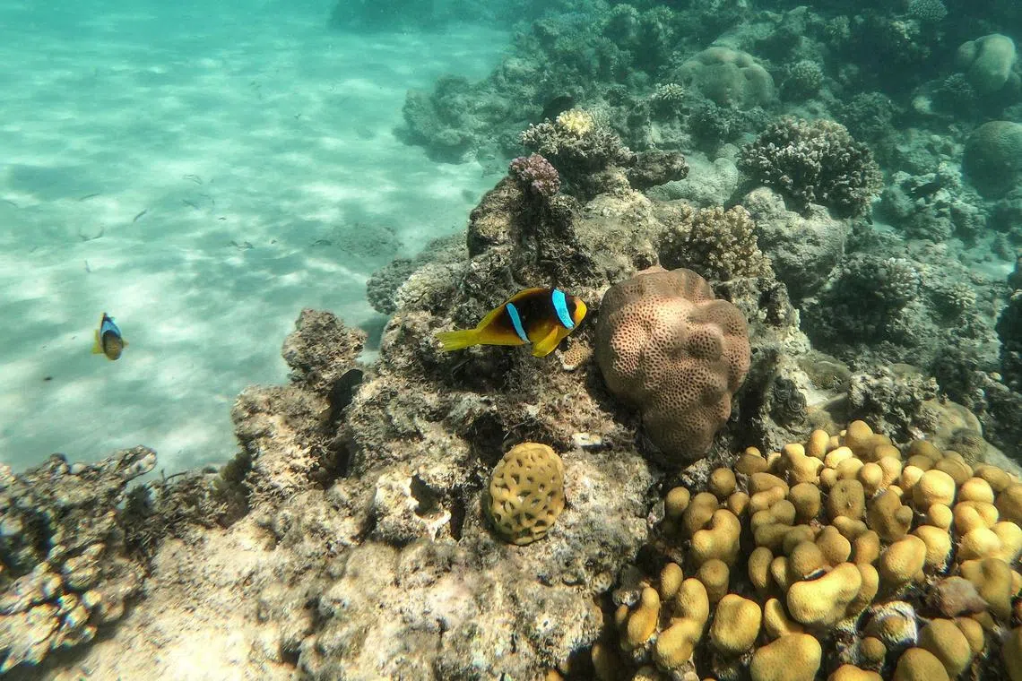 Unchecked sand dredging leads to the disappearance of oceanic micro-organisms and threatens biodiversity, the UN warns.