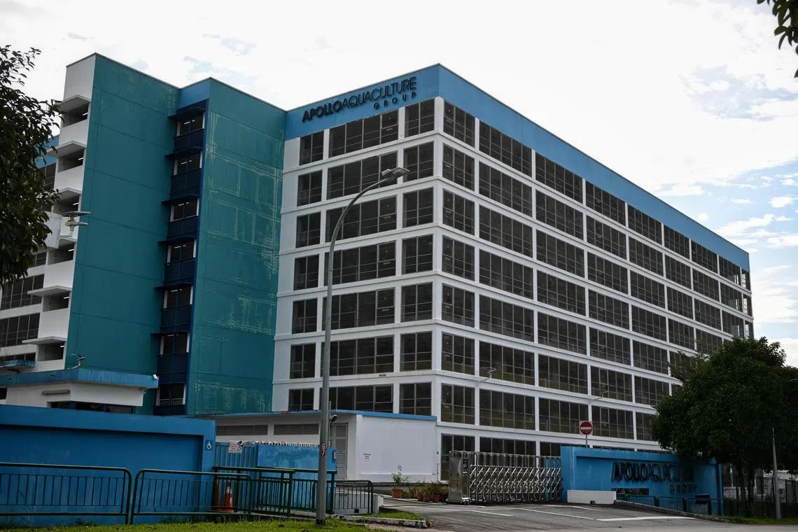 ST20241001_202464260523 Kua Chee Siong/ ctfarm/ The site of the vacant Apollo Aquaculture Group fish farm, located at 200, Neo Tiew Crescent, on Oct 1, 2024. With reference to a Business Times report in Feb 2023, the fish farm, Apollo Aquaculture Group, is in judicial management, according to a filing with the Accounting and Corporate Regulatory Authority (Acra). The company was reported in 2021 to be building a S$65-million multi-storey fish farming facility. It was to have started operations in the first quarter of 2021, and achieve a total annual output capacity of 2,700 tonnes of fish by 2023. The facility had been developed by state-owned consultancy Surbana Jurong. Located at 200 Neo Tiew Crescent, it covered 55,214 square metres of gross floor area, said an October 2021 report by the consultancy.