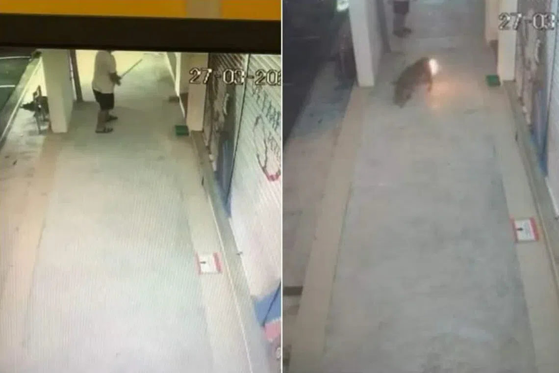 CCTV footage showing the man attacking the dogs and setting one on fire, at a stairwell next to a veterinary clinic in Skudai, Johor. 