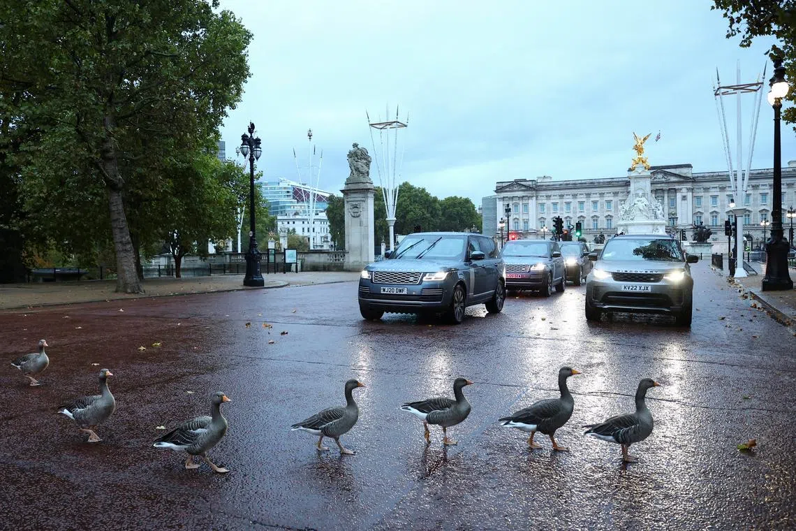 FILE PHOTO: A gaggle of geese stop traffic on The Mall as they cross the road in front of Buckingham Palace, in London, Britain October 10, 2022. REUTERS/Hannah McKay/File Photo