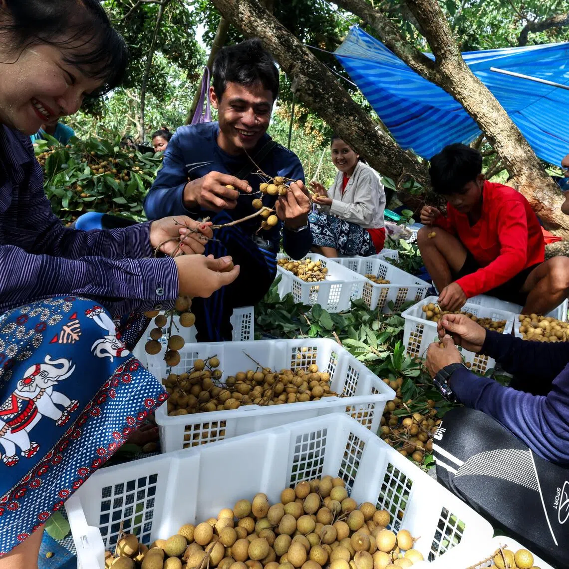 Myanmar urged its citizens to “come back to Myanmar and vote in the general election”.