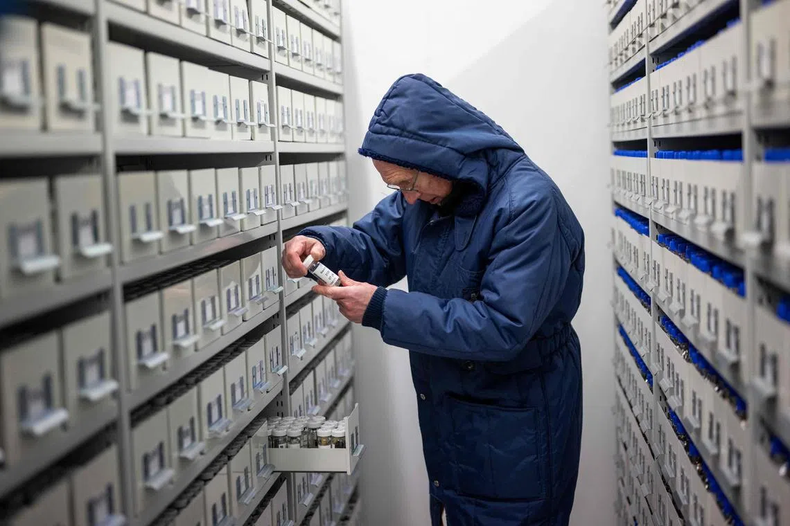 Senior research leader Dr John Dickie looks at seeds stored in the Kew Millennium Seed Bank in Wakehurst, south of London, on April 25, 2023. Inside bomb-proof frozen vaults underneath the English countryside hides a treasure trove of 40,000 species of wild plant seeds from around the world, many of which are in danger of disappearing. The world's largest seed bank, located in sleepy countryside south of London, is in a race against time because two out of five plant species are threatened with extinction, according to scientists. (Photo by Ben Stansall / AFP)