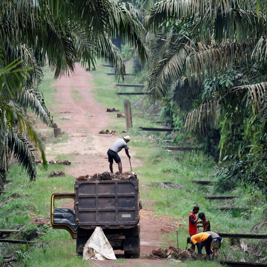 Plantation counters such as Bumitama Agri, First Resources and Kencana Agri have rallied over the past two weeks as higher oil prices lifted the price of diesel, which is derived from crude oil. as a fuel source.